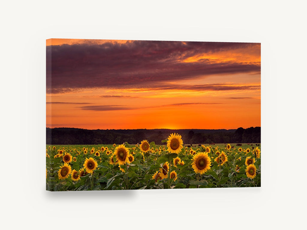 Sunflower Field Dusk, sunflower field sunset photograph, floral canvas wall art print ready to hang