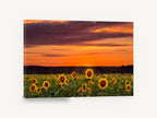 Sunflower Field Dusk, sunflower field sunset photograph, floral canvas wall art print ready to hang