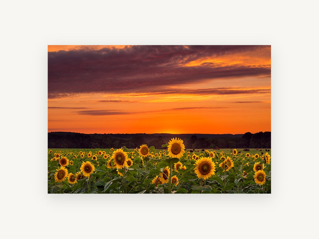 Sunflower Field Dusk, floral canvas wall art print, front view
