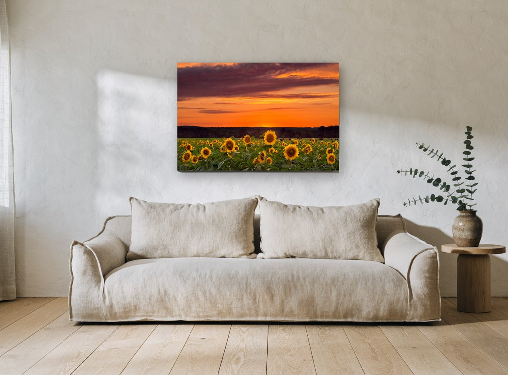 Sunflower Field Dusk floral canvas print on the wall of a living room