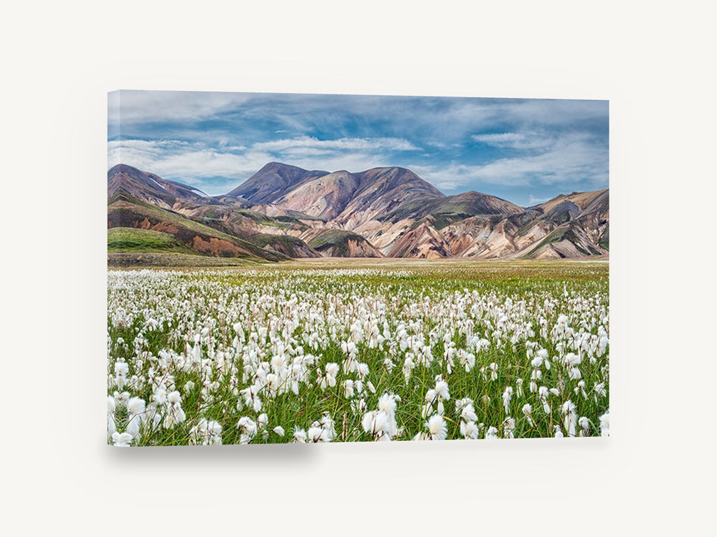 Cotton Grass Highlands, cotton grass mountain landscape photograph, floral canvas wall art print ready to hang