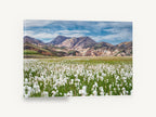 Cotton Grass Highlands, cotton grass mountain landscape photograph, floral canvas wall art print ready to hang