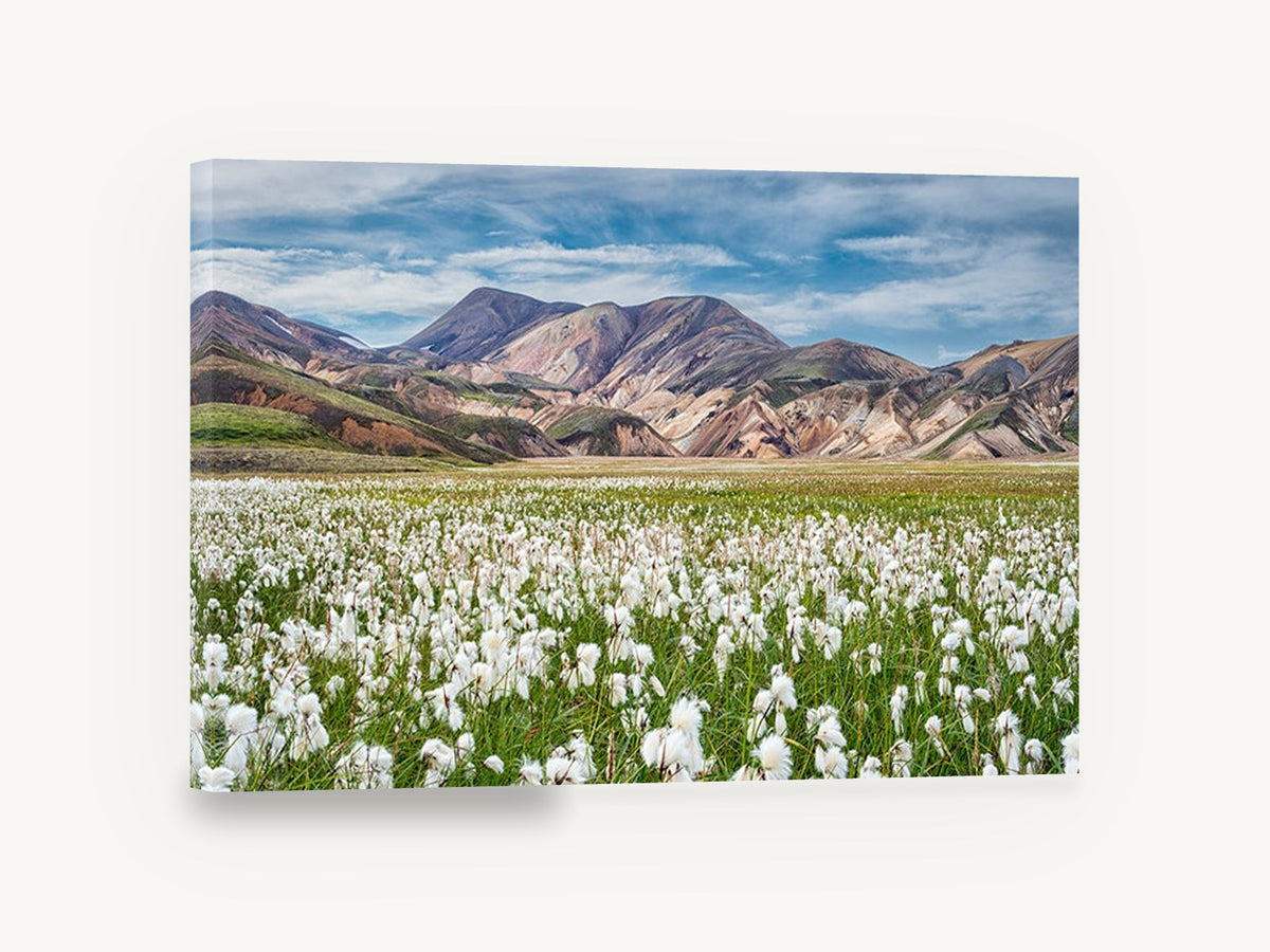 Cotton Grass Highlands, cotton grass mountain landscape photograph, floral canvas wall art print ready to hang