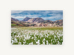 Cotton Grass Highlands, floral canvas wall art print, front view