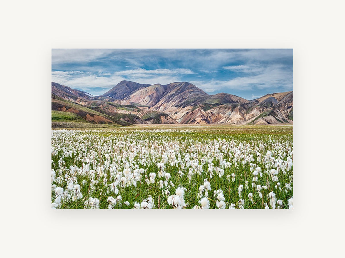 Cotton Grass Highlands, floral canvas wall art print, front view