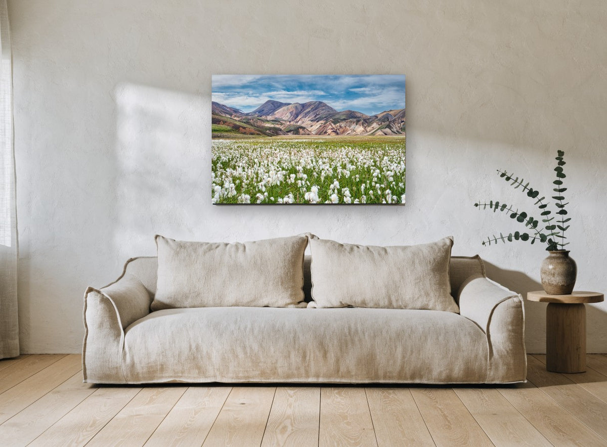Cotton Grass Highlands floral canvas print on the wall of a living room