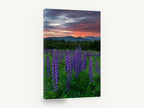 Lupines at Dusk, purple lupine field sunset photograph, floral canvas wall art print ready to hang