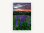 Lupines at Dusk, floral canvas wall art print, front view