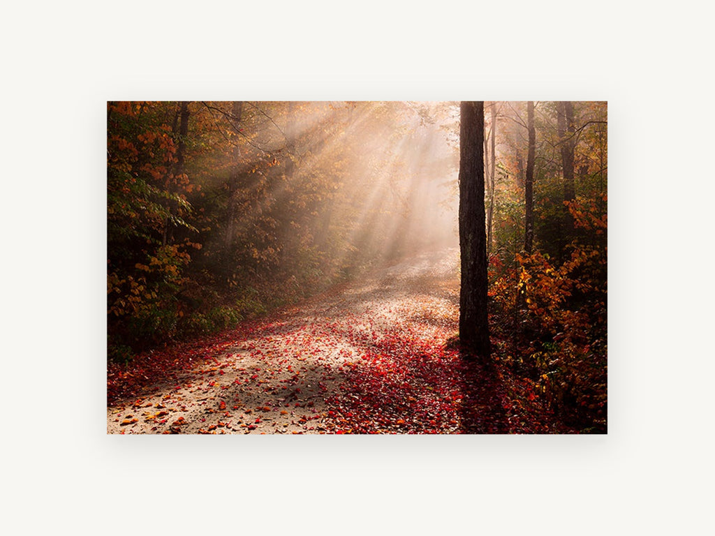 Autumn Light Rays, misty autumn forest road photograph, landscape canvas wall art print, front view
