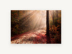 Autumn Light Rays, misty autumn forest road photograph, landscape canvas wall art print, front view