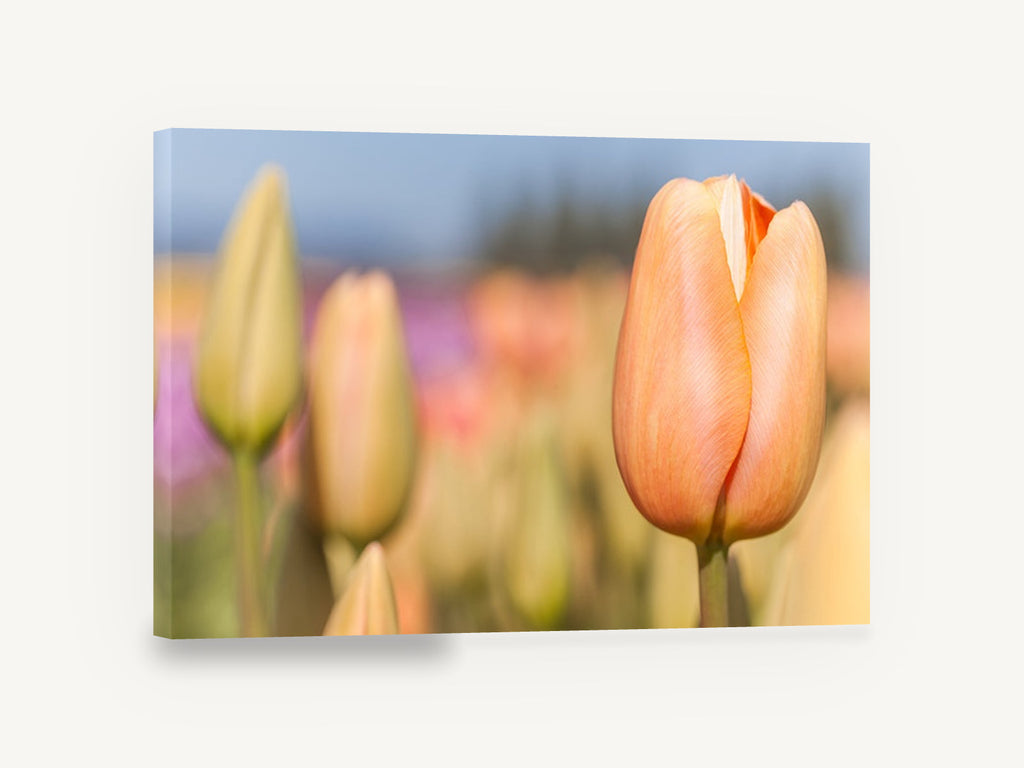 Peach Tulip Bud, peach tulip field photograph, floral canvas wall art print ready to hang