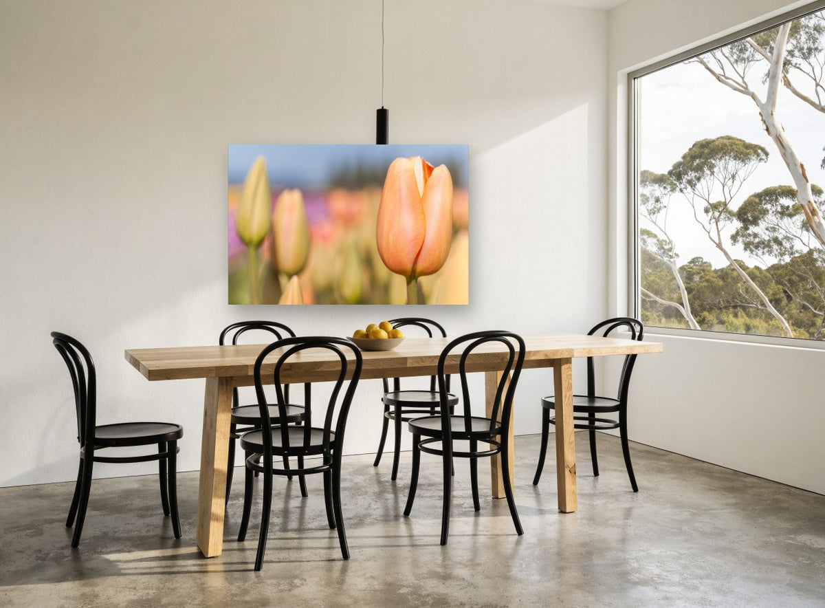 Peach Tulip Bud floral canvas print on the wall of a dining room