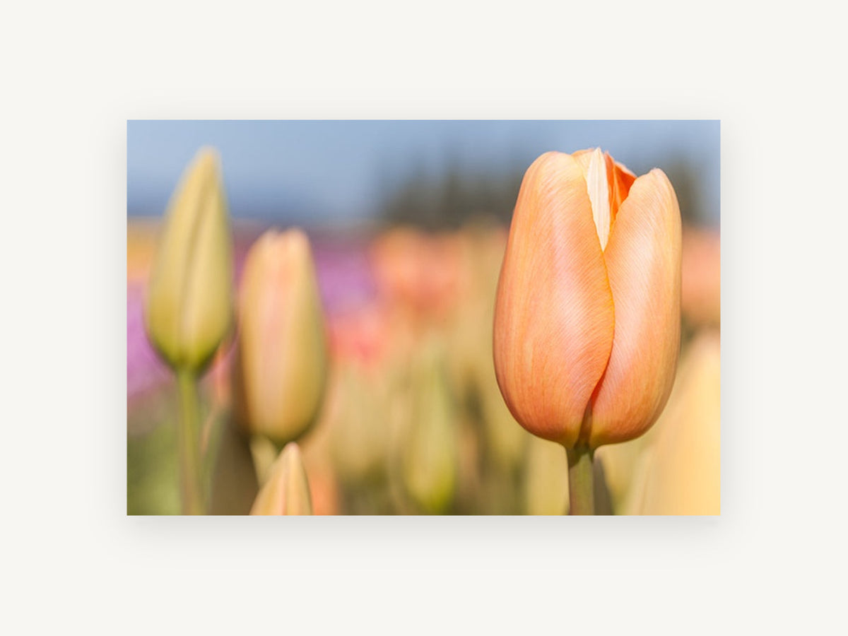 Peach Tulip Bud, floral canvas wall art print, front view