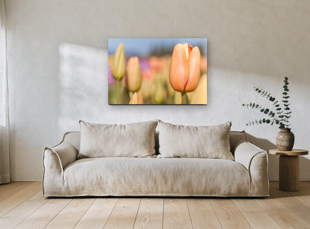 Peach Tulip Bud floral canvas print on the wall of a living room