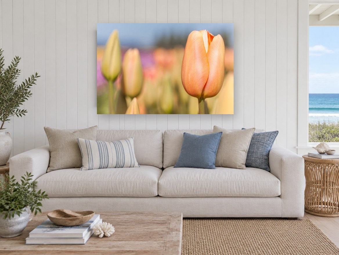 Peach Tulip Bud floral canvas print on the wall of a beach house living room