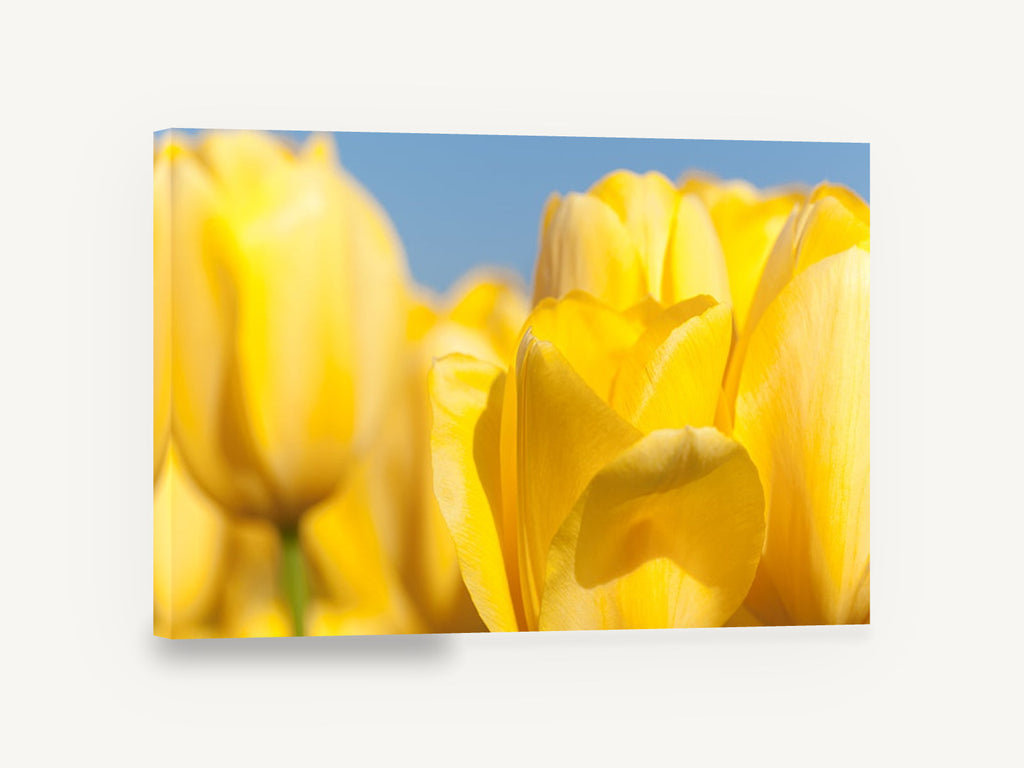 Yellow Tulip Sunshine, yellow tulips close-up photography, floral canvas wall art print ready to hang