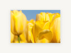 Yellow Tulip Sunshine, floral canvas wall art print, front view