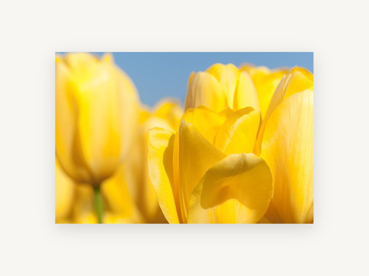 Yellow Tulip Sunshine, floral canvas wall art print, front view