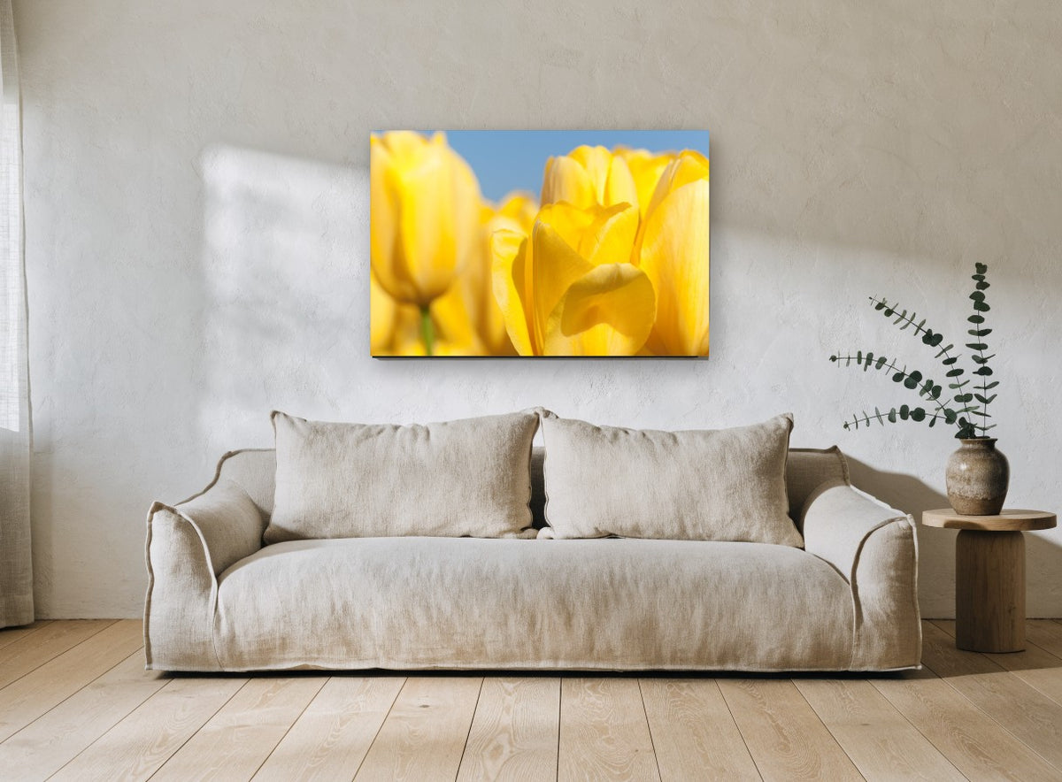 Yellow Tulip Sunshine floral canvas print on the wall of a living room
