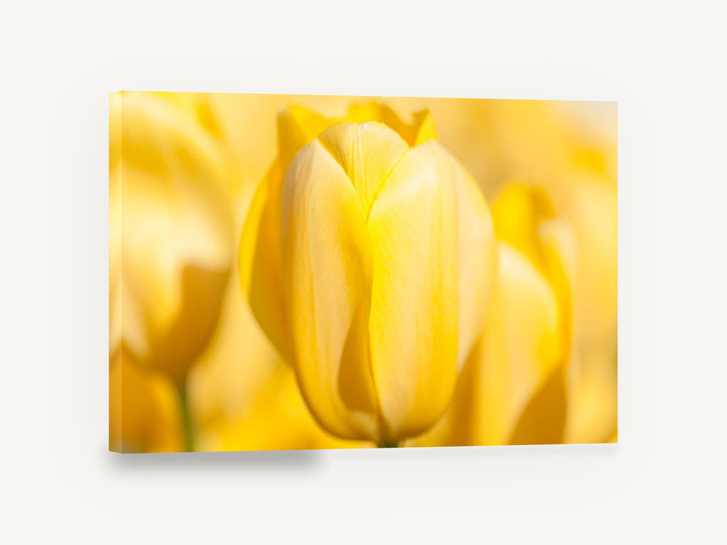 Soft Yellow Tulip, yellow tulip close up photograph, floral canvas wall art print ready to hang