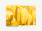 Soft Yellow Tulip, yellow tulip close up photograph, floral canvas wall art print ready to hang