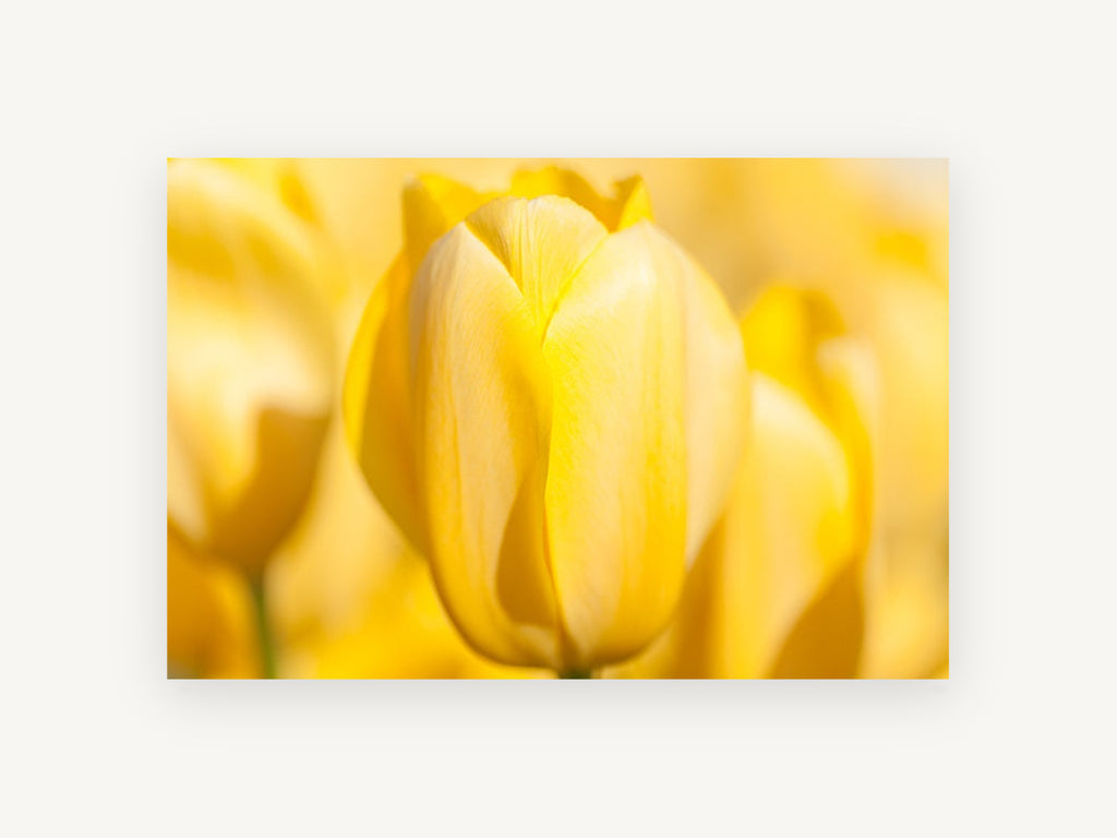 Soft Yellow Tulip, floral canvas wall art print, front view