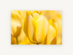 Soft Yellow Tulip, floral canvas wall art print, front view