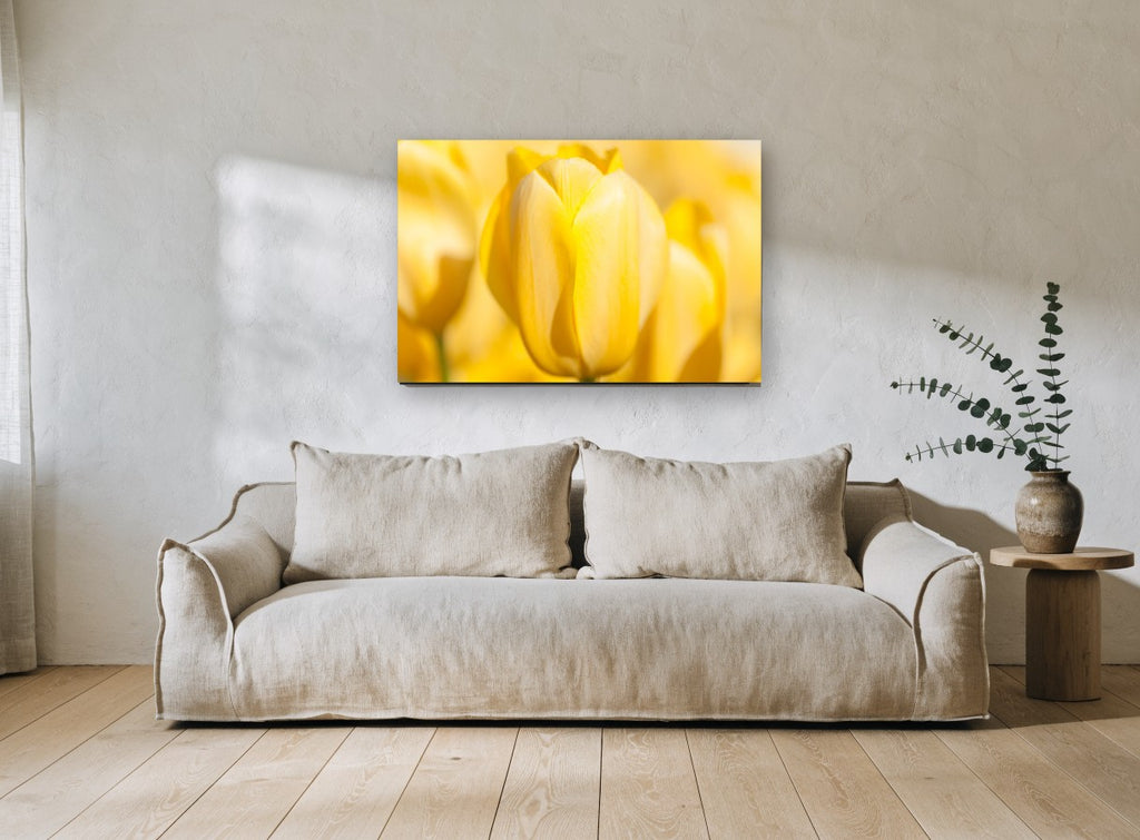 Soft Yellow Tulip floral canvas print on the wall of a living room