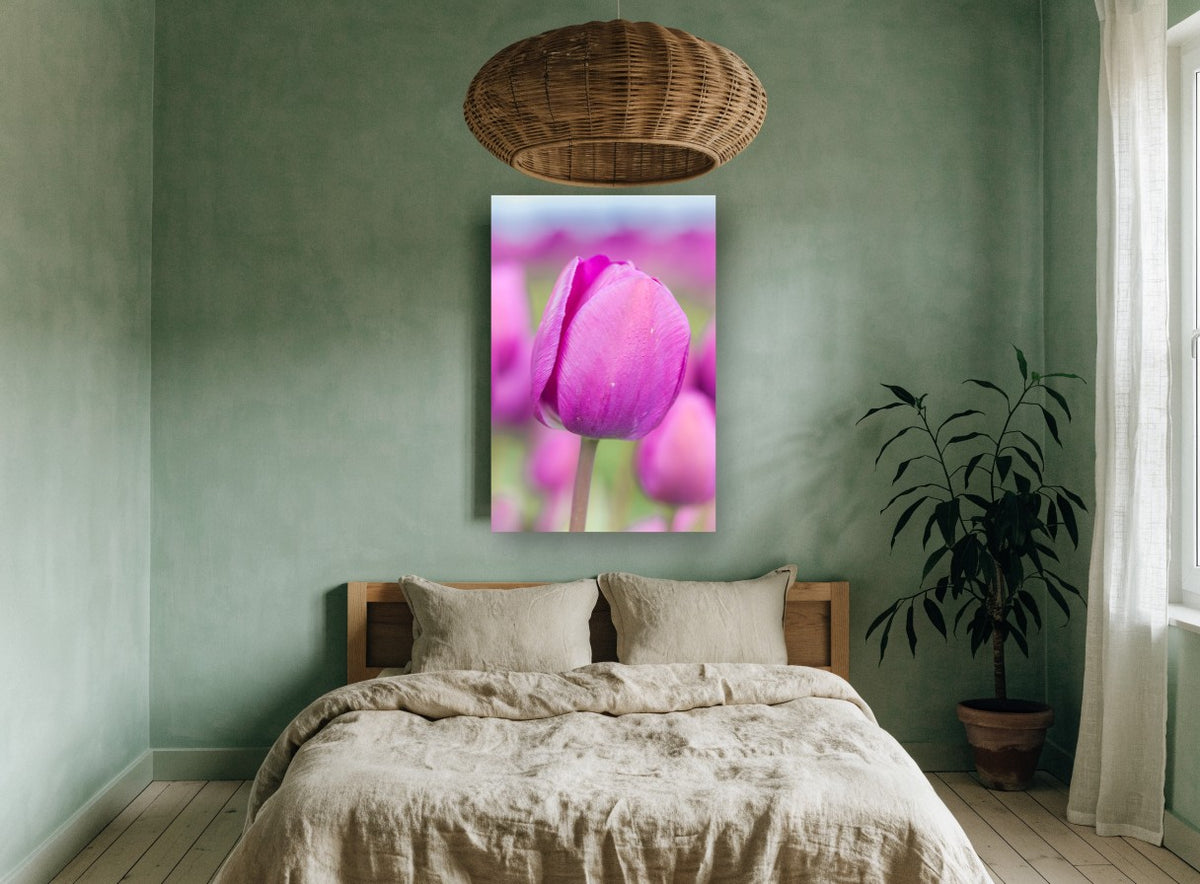 Magenta Tulip Bloom floral canvas print on the wall of a bedroom