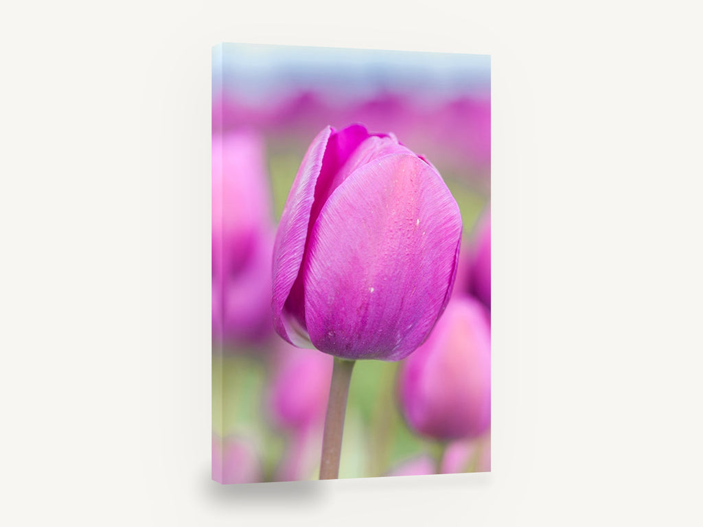 Magenta Tulip Bloom, magenta tulip close up photograph, floral canvas wall art print ready to hang