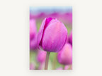 Magenta Tulip Bloom, floral canvas wall art print, front view