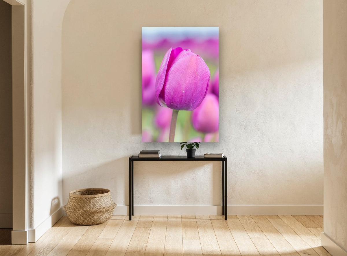 Magenta Tulip Bloom floral canvas print on the wall of a hallway