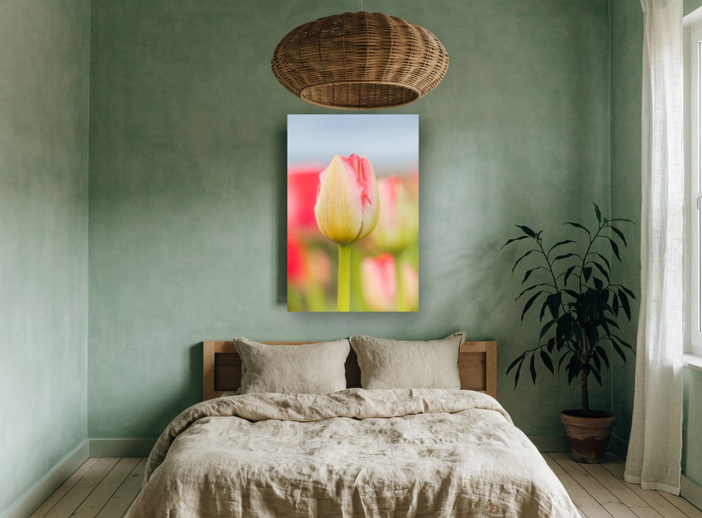 Blushing Tulip Bud floral canvas print on the wall of a bedroom