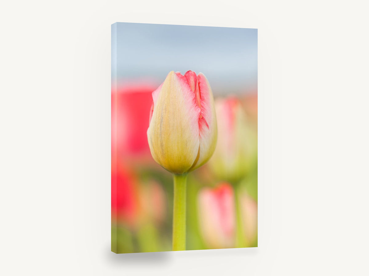 Blushing Tulip Bud, pink and cream tulip photograph, floral canvas wall art print ready to hang