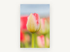 Blushing Tulip Bud, floral canvas wall art print, front view