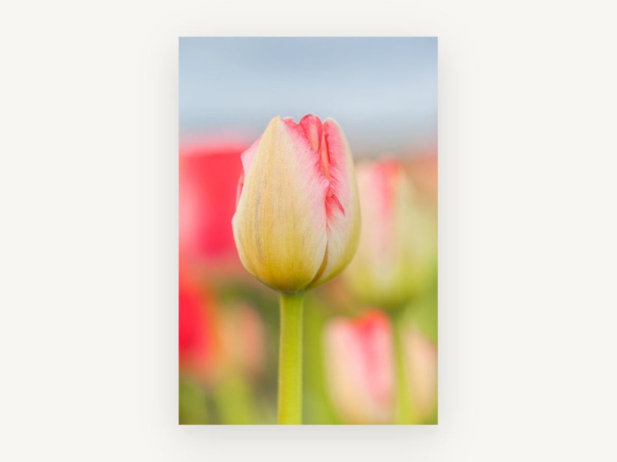 Blushing Tulip Bud, floral canvas wall art print, front view