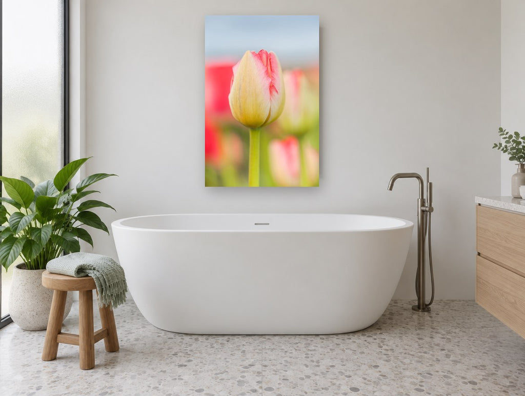 Blushing Tulip Bud floral canvas print on the wall of a bathroom