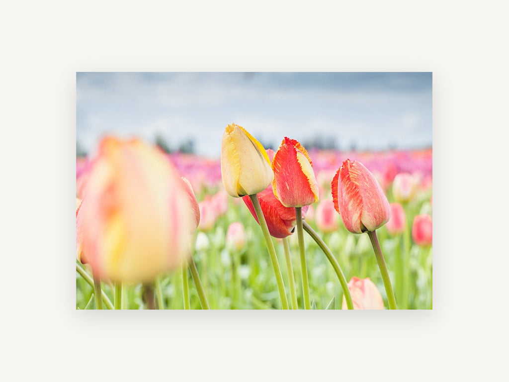 Tulips Under Grey Sky, floral canvas wall art print, front view
