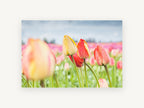Tulips Under Grey Sky, floral canvas wall art print, front view
