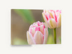 Blush Double Tulips, pink double tulip macro photograph, floral canvas wall art print ready to hang
