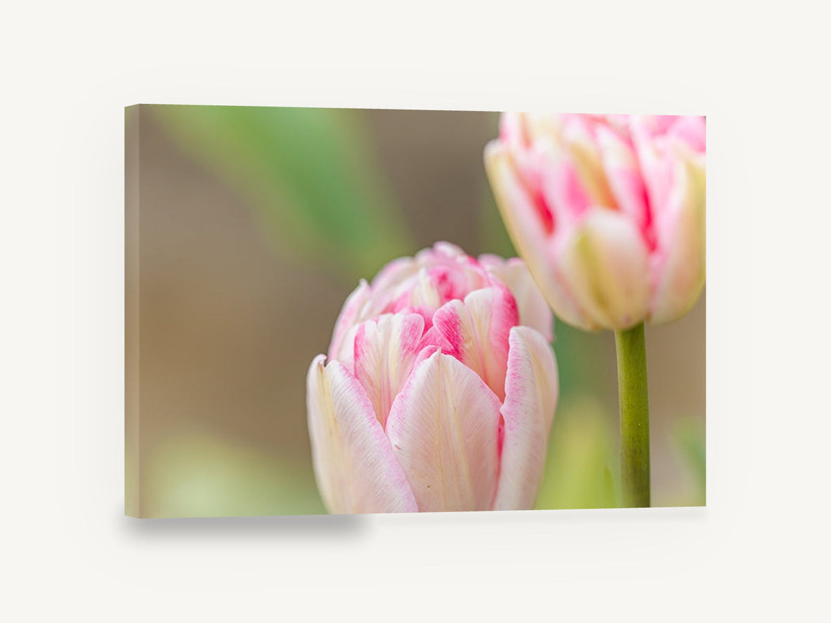 Blush Double Tulips, pink double tulip macro photograph, floral canvas wall art print ready to hang