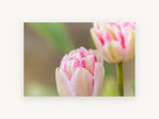 Blush Double Tulips, floral canvas wall art print, front view