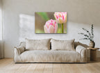 Blush Double Tulips floral canvas print on the wall of a living room