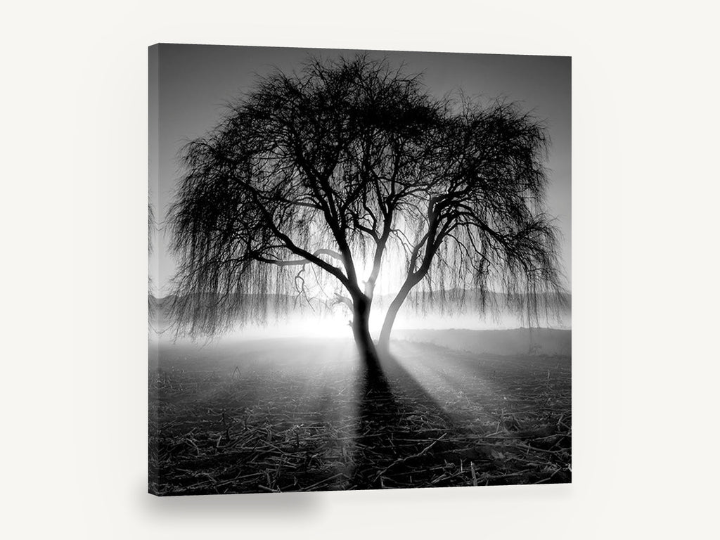 Backlit Weeping Willow, black and white weeping tree photograph, landscape canvas wall art print ready to hang