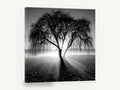 Backlit Weeping Willow, black and white weeping tree photograph, landscape canvas wall art print ready to hang