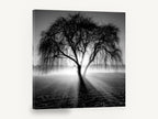 Backlit Weeping Willow, black and white weeping tree photograph, landscape canvas wall art print ready to hang