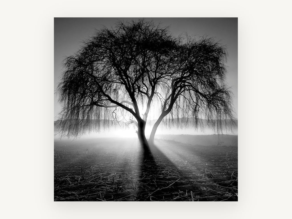 Backlit Weeping Willow, black and white weeping tree photograph, landscape canvas wall art print, front view