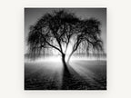 Backlit Weeping Willow, black and white weeping tree photograph, landscape canvas wall art print, front view