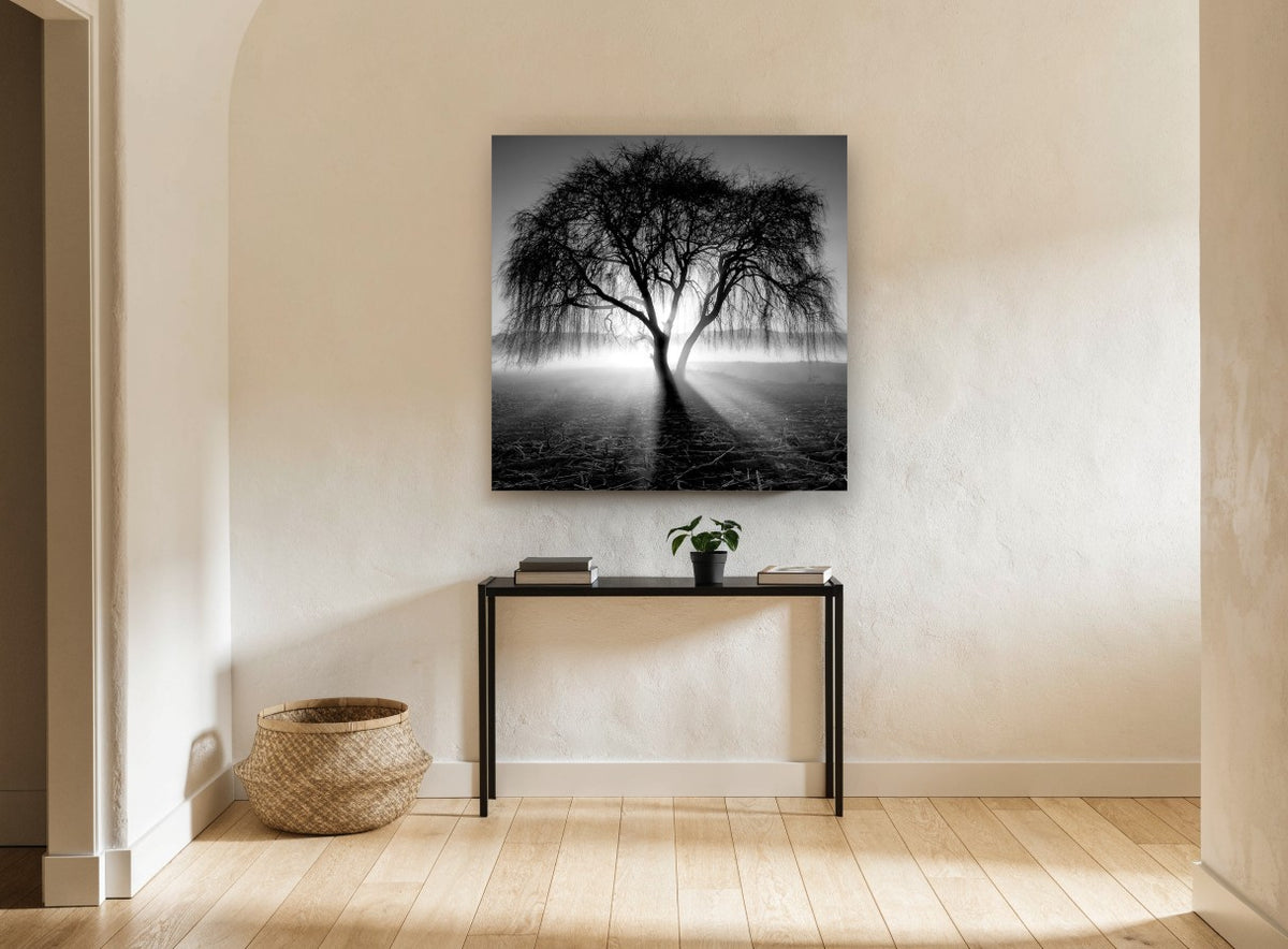 Backlit Weeping Willow landscape canvas print on the wall of a hallway