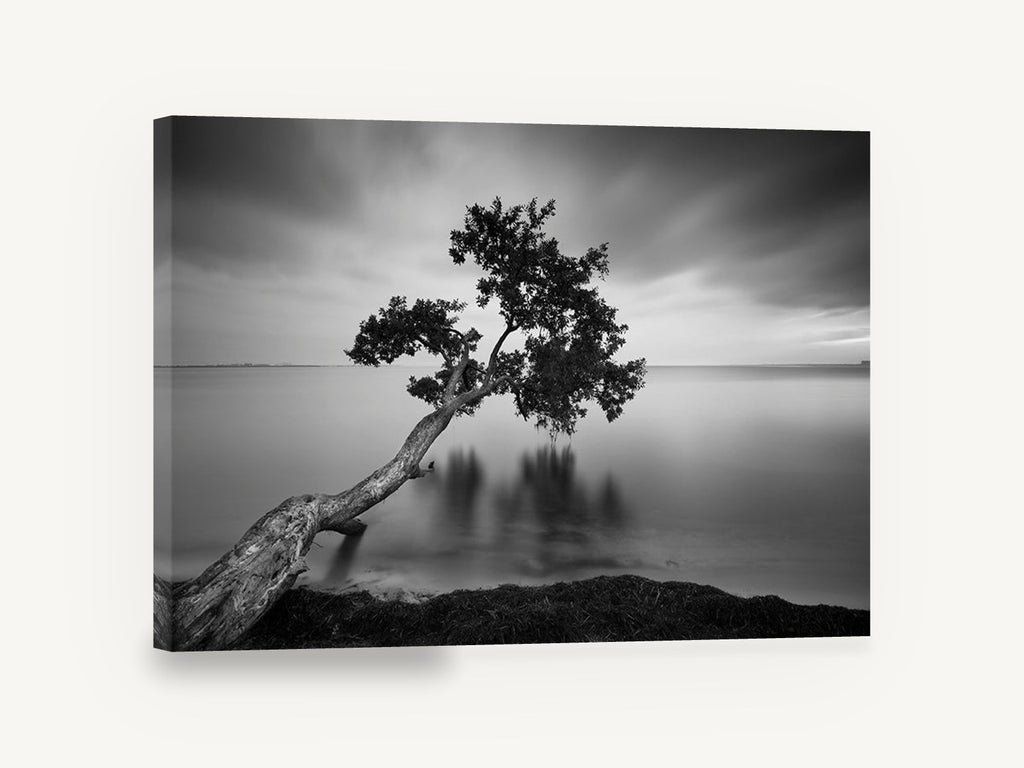 Leaning Tree Stillness, leaning tree black and white photograph, coastal canvas wall art print ready to hang